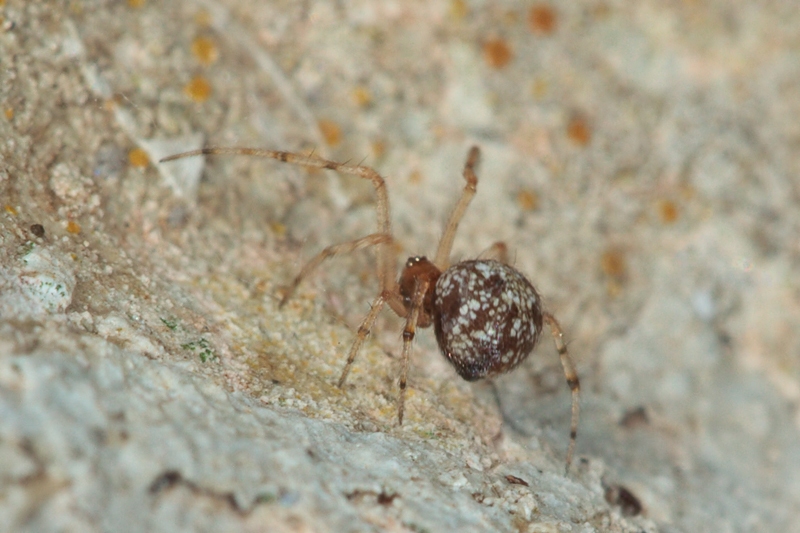 Theridion sp. - Malta